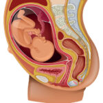 Descubre los asombrosos secretos del desarrollo fetal